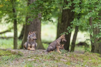 An adult wolf and two gray wolf pups (Canis lupus lupus) rest on a small hill in the deep shade of