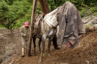 Draft horse and man, A man loads planks onto a draft horse after it was put back on its feet