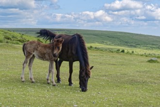 Horses and foals at Haytor Dawn in Dartmoor National Park. Bovey Tracey, Devon, South England,