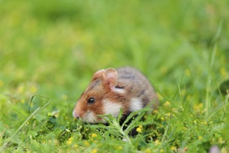 A European hamster (Cricetus cricetus) collects herbs, grass and daisies in a fresh green meadow