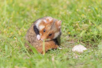 A European hamster (Cricetus cricetus), cleans its fur in a green meadow on a cloudy day