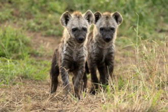 Spotted hyena (Crocuta crocuta), spotted hyena, cubs, two, siblings, alert, curious, together,