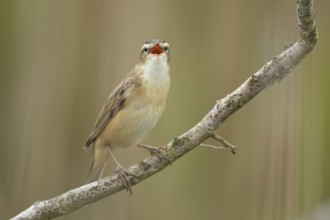 Sedge warbler (Acrocephalus schoenobaenus) adult bird singing on a tree branch in spring, England,