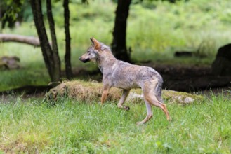 A gray wolf (Canis lupus lupus) walks along the edge of the forest on a cloudy day