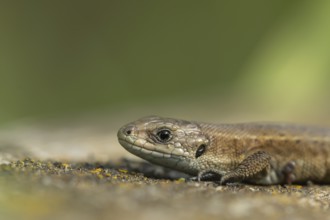 Common lizard (Zootoca vivipara) adult reptile resting on a wooden sleeper, England, United Kingdom