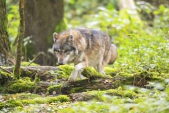 Eurasian wolf (Canis lupus lupus) walking in a forest in autumn, Germany
