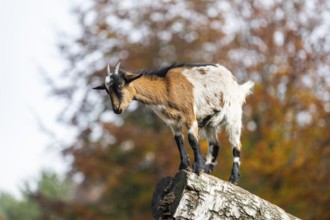 Domestic goat (Capra hircus) standing on a wood in autumn, Bavaria, Germany
