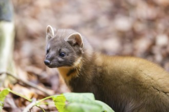 European pine marten (Martes martes) in a forest in autumn, Bavaria, Germany