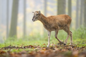 European mouflon (Ovis aries musimon) sheep (female) walking in a forest in autumn, Bavaria,