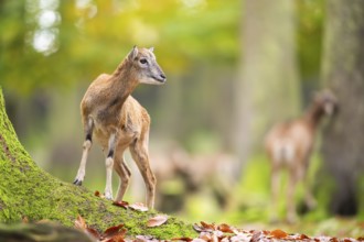 European mouflon (Ovis aries musimon) sheep (female) standing in a forest in autumn, Bavaria,