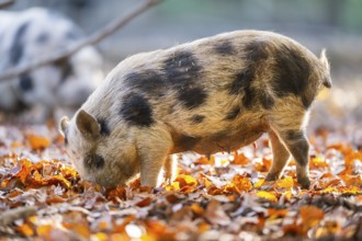 Vietnamese Pot-bellied pig in autumn, Bavaria, Germany