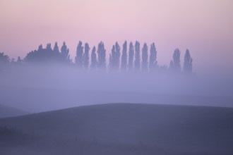 Landscape with deciduous trees at dawn and ground fog, Lower Rhine, North Rhine-Westphalia, Germany