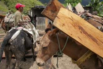 Draft horses, Draft horses loaded with planks, Imbabura province, Ecuador, South America
