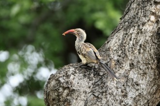 Mopanetoko (Tockus rufirostris), Southern Red-billed Hornbill, adult, on tree, alert, with food, at