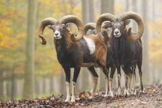 European mouflon (Ovis aries musimon) ram (male) standing in a forest in autumn, Bavaria, Germany