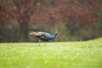 Indian peafowl (Pavo cristatus) walking on a meadow, Bavaria, Germany