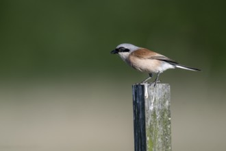 Red-backed shrike (Lanius collurio), Emsland, Lower Saxony, Germany