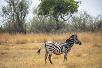 Plains zebra (Equus quagga), in dry savannah, Okavango Delta, Moremi Game Reserve, Botswana