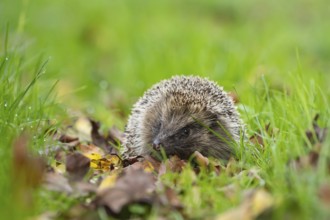 European hedgehog (Erinaceus europaeus) adult animal amongst fallen autumn leaves on a garden lawn,