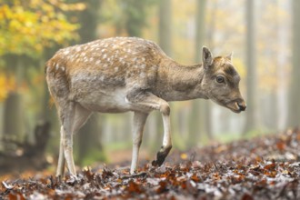 European fallow deer (dama dama) doe walking in a forest on a foggy day in autumn, Bavaria, Germany