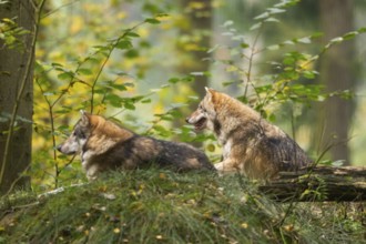 Eurasian wolf (Canis lupus lupus) sitting in a forest in autumn, Germany