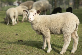 Een schattig lam staat in een groene weide tussen volwassen schapen. Het is a zonnige dag in het