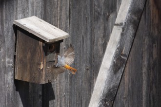A redstart (Phoenicurus phoenicurus) female landing on a birdhouse, animal photo, bird, bird
