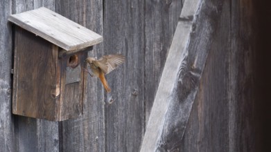 A male common redstart (Phoenicurus phoenicurus) landing on a birdhouse, animal photo, bird, bird