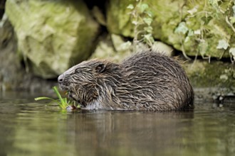 Eurasian beaver, European beaver (Castor fibre), eating grass in the water, Canton Zug, Switzerland