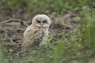 Ground landing... Tawny owl (Strix aluco), young owl, branchling, tawny owl branchling has jumped