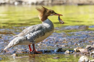 Common merganser (mergus merganser), Female catching a fish, La Mauricie national park. Province of