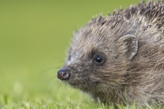 European hedgehog (Erinaceus europaeus) adult animal head portrait, England, United Kingdom