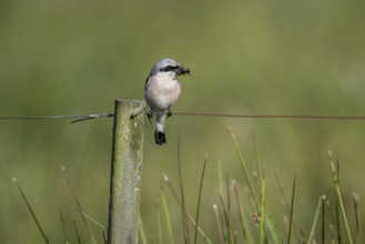 Red-backed shrike (Lanius collurio), Emsland, Lower Saxony, Germany