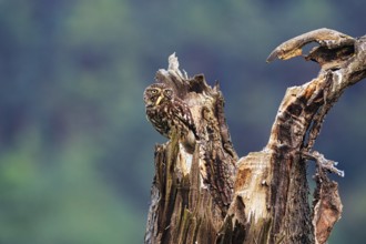 Little owl (Athene noctua) sitting on dead wood, prey in its beak, Höxter, Weserbergland, North