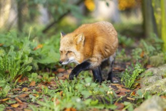 Red fox (Vulpes vulpes) walking in a forest in autumn, Bavaria, Germany