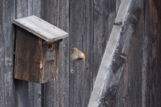 A redstart (Phoenicurus phoenicurus) female landing on a birdhouse, animal photo, bird, bird