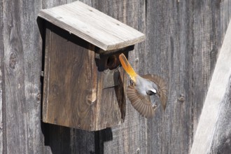 A redstart (Phoenicurus phoenicurus) male takes off from the entrance of a birdhouse, animal photo,