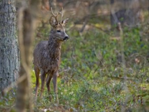 Roebuck (Capreolus capreolus), Mecklenburg-Western Pomerania, Müritz region, Germany
