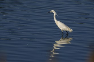 Little Egret (Egretta garzetta) Germany