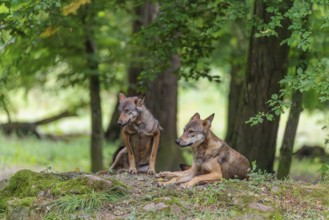 A gray wolf (Canis lupus lupus) resting on a small hill in the deep shade of the forest. A second