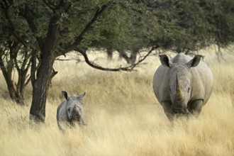 White rhinoceros (Ceratotherium simum) mother with young in Namibia