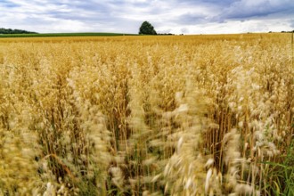 Agriculture, field with grain, oats, shortly in front of harvest, near Nettetal, on the Lower