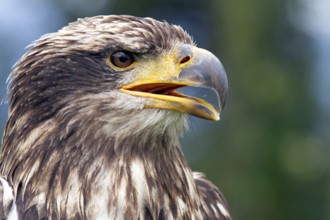 Black chested buzzard, Geranoaetus melanoleucus, Immature female perched on a tree, Open beak,