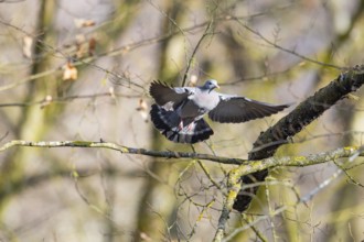 Stock Dove (Columba oenas) Pairs Germany