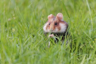 A European hamster (Cricetus cricetus) collects herbs, grass and daisies in a fresh green meadow
