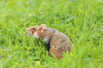 A European hamster (Cricetus cricetus) collects herbs, grass and daisies in a fresh green meadow