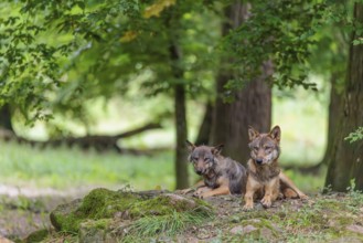 Two gray wolves (Canis lupus lupus) resting on a small hill in the deep shade of the forest