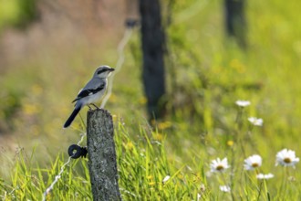 Great grey shrike (Lanius excubitor) juvenile perched on weathered wooden fence post along meadow