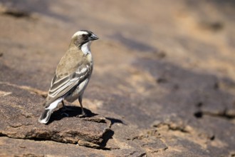 White-browed Weaver (Plocepasser mahali), adult male, on the ground, alert, Mountain Zebra National