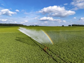 Artificial irrigation with a sprinkler system in a field where sugar beet is grown, near Rheurdt,